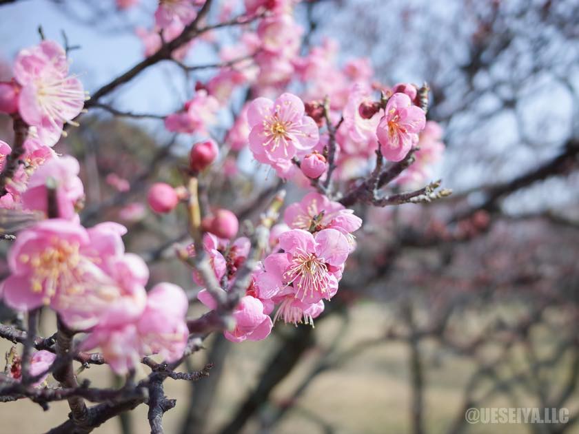 梅の花