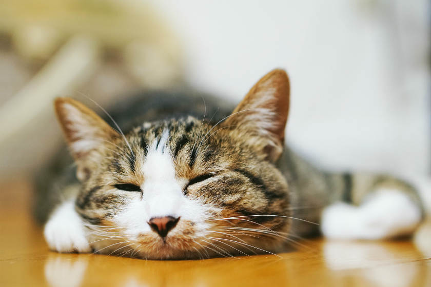 床で寝る猫