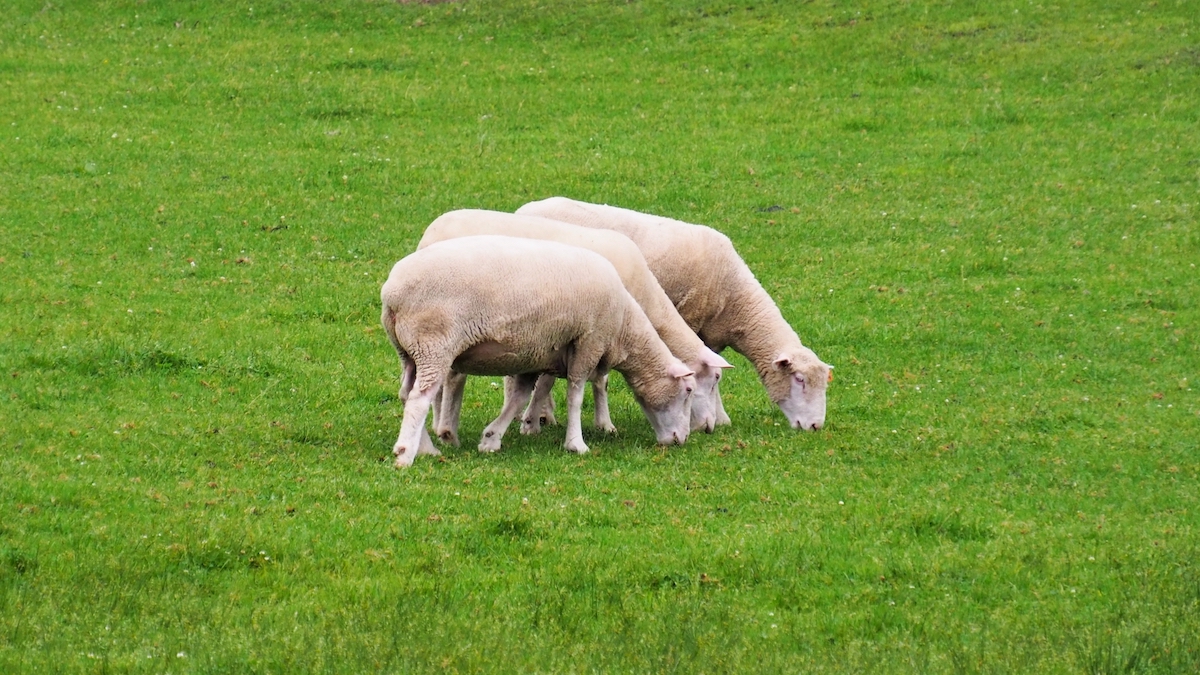 羊の放牧